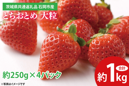 とちおとめ 大粒 約1kg (約250g×4パック) (2025年1月上旬～3月下旬頃に順次発送予定 ) 【茨城県共通返礼品 石岡市産】 いちご 苺 イチゴ くだもの 果物 フルーツ 茨城県産 特産品_EF002