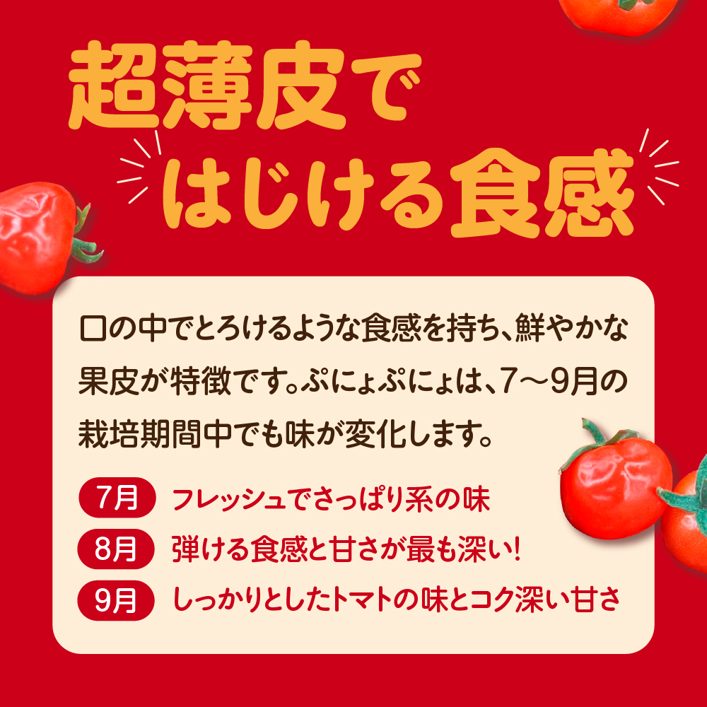 【2025年 先行受付】超薄皮 ミニトマト 約1.8kg 「ぷにょぷにょ」 青森 五所川原 トマト 野菜