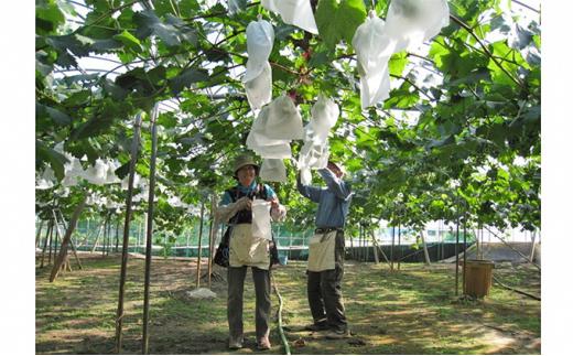 ぶどう 2026年  ご家庭用 旬のぶどう 2種類 合計2kg以上 産地直送 岡山県産 フルーツ 果物 たけまさぶどう園