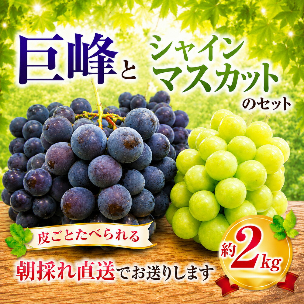 【ふるさと納税】 巨峰 3房～4房 と シャインマスカット 1房 セット 約2kg 皮ごと食べられる 旬 フルーツ 果物 きょほう しゃいんますかっと 朝採れ syain シャイン 贈答 国産 産地直送 こだわり ブドウ budou 小分け 贈り物 プレゼント 特産品 名産 産品 数量限定 東金 千葉