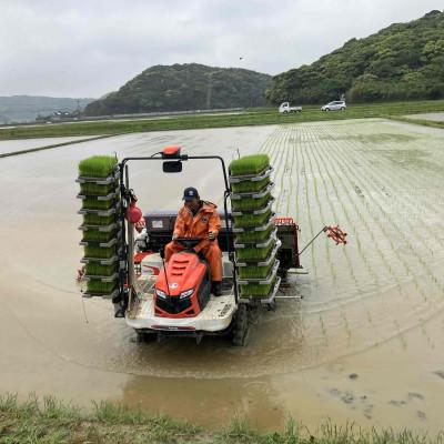 ふるさと納税 南種子町 令和7年産 鹿児島県産 ミルキークイーン(精米) 5kg |  | 01