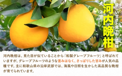 爽快柑橘 有田育ちの爽やか柑橘 ご家庭用 河内晩柑 3.5kg 有田マルシェ 先行予約《2027年4月上旬-5月下旬頃出荷》 和歌山県 日高町 晩柑 和製グレープフルーツ 訳あり 旬 柑橘 フルーツ 
