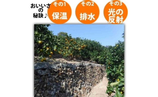 【有田川町】バレンシアオレンジ 2kg バレンシア バレンシャ 和歌山 ブランド 有田みかん ご家庭用  CE025_イメージ5