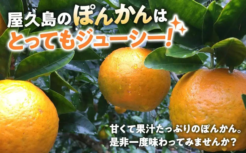 2026年 屋久島産 ぽんかん 約5kg・Lサイズ＜先行予約／数量限定＞