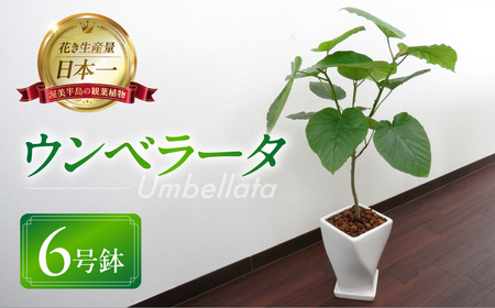 ウンベラータ 観葉植物 植物 6号鉢 人気 おしゃれ かわいい お手入れ 室内 大鉢 中型 インテリア リビング 玄関 寝室 キッチン オフィス プレゼント ギフト 新居 入居 インテリアグリーン グリーン 緑 植物