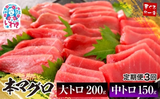 【定期便/計3回】本マグロ大トロ中トロセット350g（計1050g）|鮪 本鮪 本まぐろ マグロ トロ とろ 刺し身 さしみ さかな 海鮮 寿司 解凍レシピ付 1サクずつ真空包装