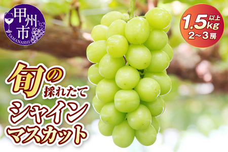 【ふるなびWEEK対象】旬の採れたて大粒シャインマスカット1.5kg以上（2～3房）【令和7年 2025年発送】FN-Limited（HO）B13-150 【シャインマスカット 葡萄 ぶどう ブドウ 令和7年発送 期間限定 山梨県産 甲州市 フルーツ 果物】