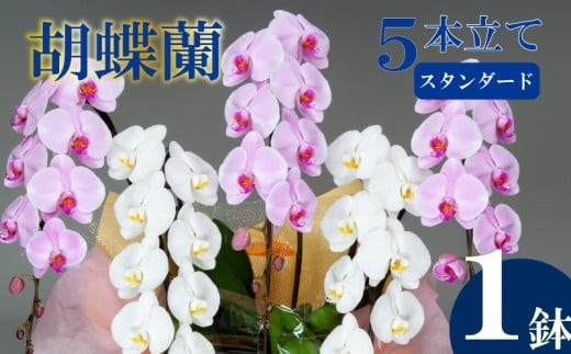 母の日 ギフト 花 人気 胡蝶蘭 5本立て 紅白 スタンダード  お祝い プレゼント 贈り物 贈答 須崎洋蘭園 SY011_x