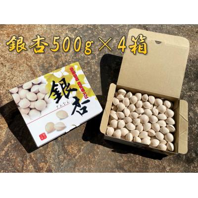ふるさと納税 稲沢市 祖父江産こだわりの大粒銀杏【500g×4箱】