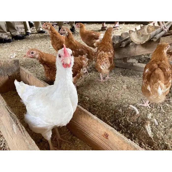 食の生産現場を巡り、地域の食をいただく 体験レストランチケット 2名様分