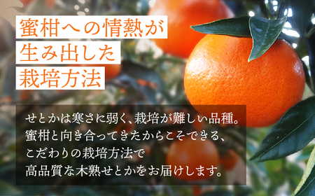 ≪先行予約≫ 大トロみかん『木熟せとか』レギュラー箱　厳選プレミアム　4.2Kg