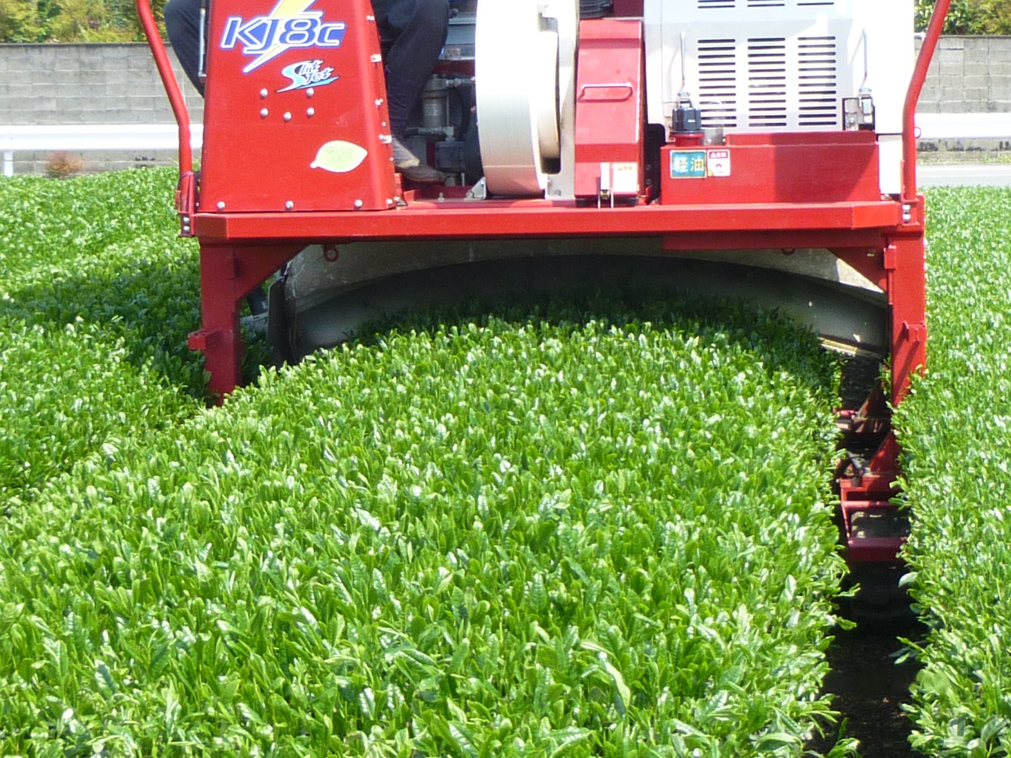 【2026年新茶】八女茶 極上煎茶 100g×3袋 茶 お茶 新茶 八女茶 煎茶 緑茶 極上 福岡県 八女市