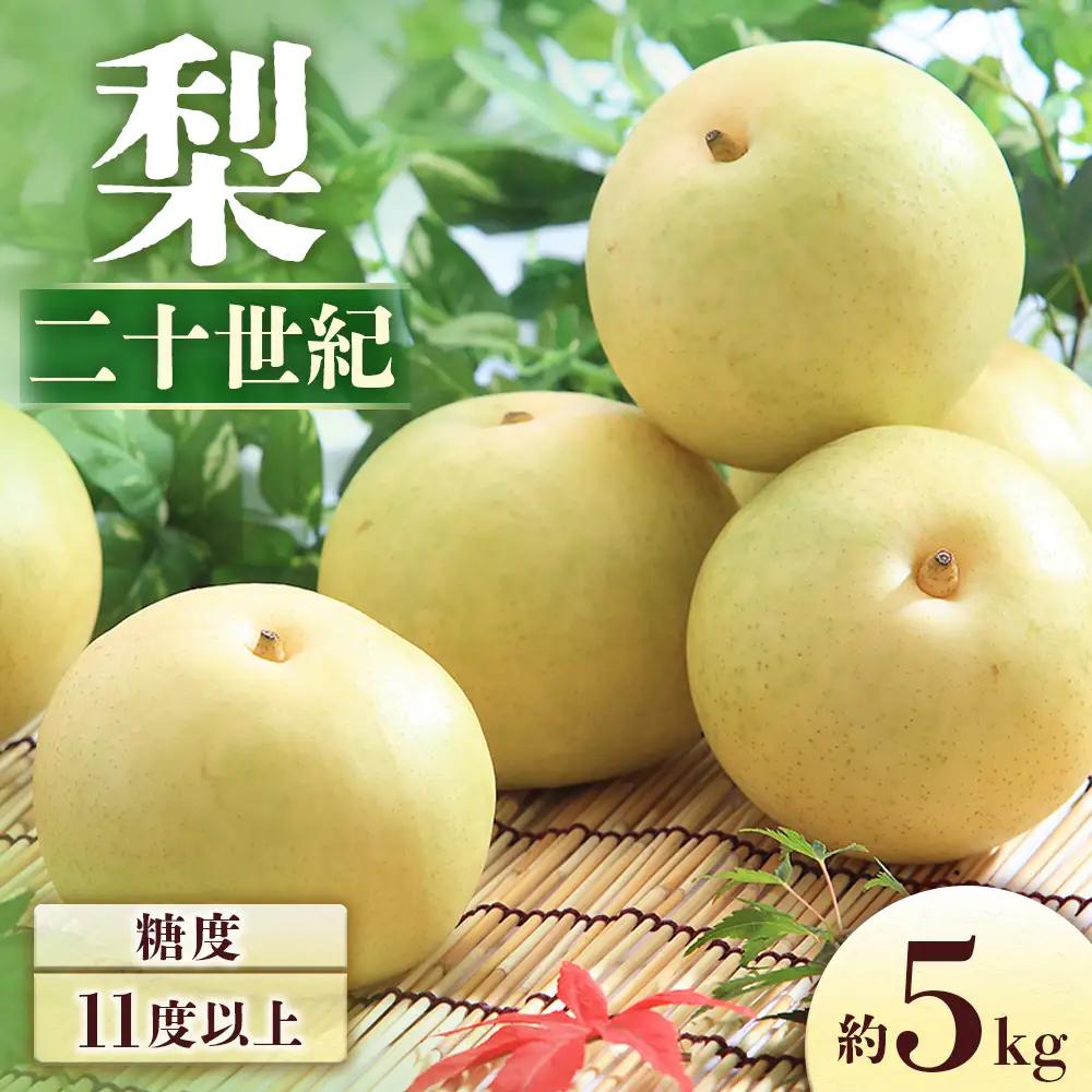 J-2 梨　二十世紀 約5kg【8～16玉】※2026年発送　先行予約分※