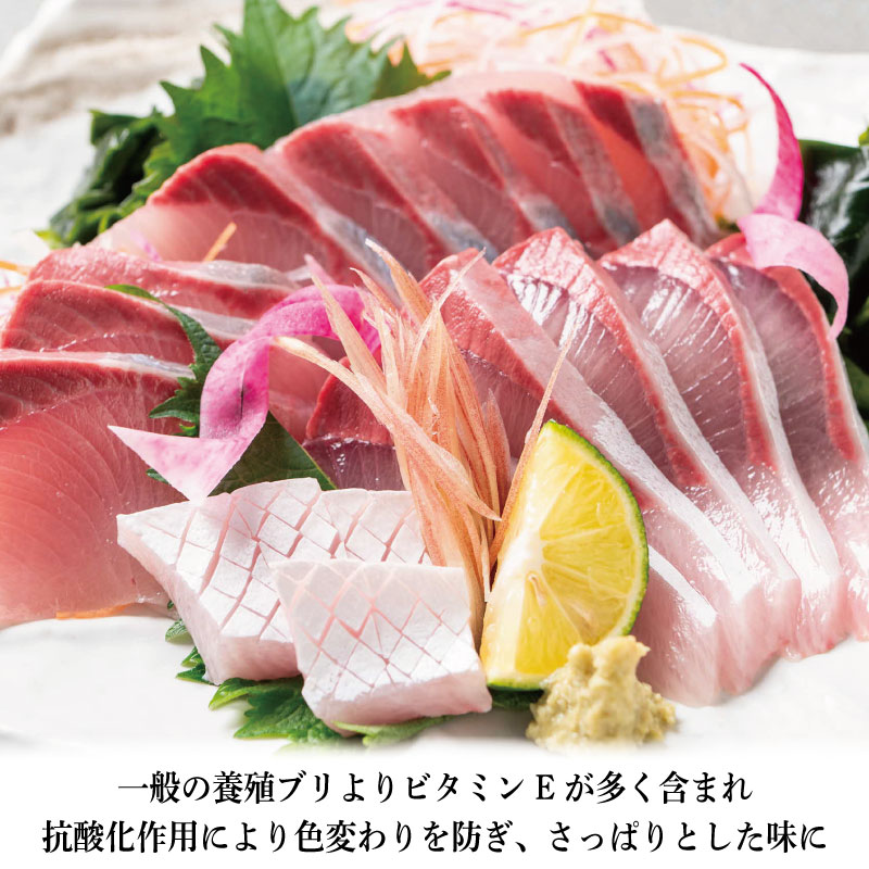 すだちぶり 2柵 カマ入り 10月から11月末まで発送 すだち ぶり 鰤 刺身 ぶりしゃぶ 切り身 さしみ カマ ぶりかま ご飯 米 こめ 丼 柑橘 塩 焼き ブランド 鮮度 新鮮 下処理済み 簡単 