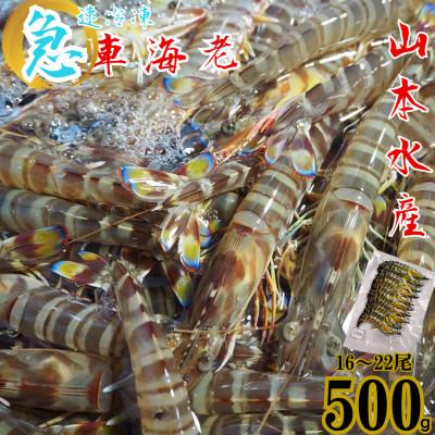 ふるさと納税 上天草市 急速冷凍 車海老 約500g(16〜22尾)【山本水産】