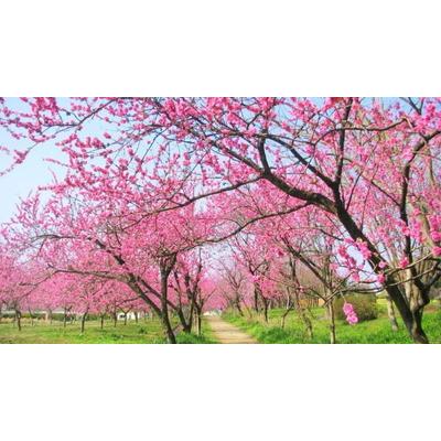 ふるさと納税 古河市 古河公方公園摘み さしま茶 オリジナルポストカード2枚付き ※着日指定可 _DP20 |  | 03