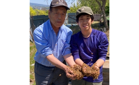 国産生はちみつ　アカシア・百花・クリ　600g 3本セット　蜂蜜 食べ比べ 上田市 長野県