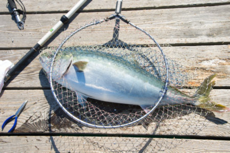【P02】海上釣り堀貞丸の無料招待券