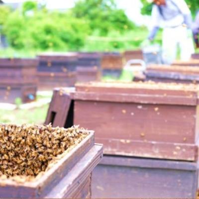 ふるさと納税 小郡市 はちみつ 国産 天然 600g×3本セット さくら&もちのき&やまみつ[No5354-0295] |  | 02