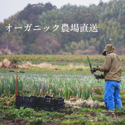 【毎月定期便】しあわせ野菜畑のシェフS セット　(訳あり規格外の有機野菜を一部使用)全12回【配送不可地域：離島・北海道・沖縄県・四国・九州】