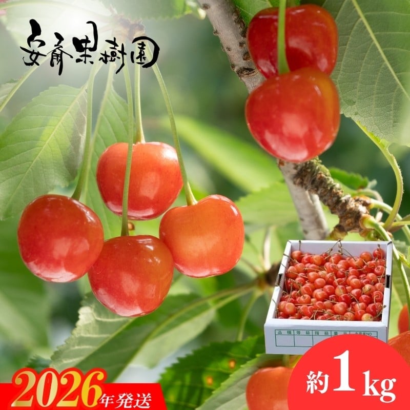 
            No.0212さくらんぼ「佐藤錦」Mサイズ　約1kg【2026年発送 先行予約】
          