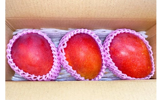 HC001　トミ徳果樹園  宮古島産マンゴー 美麗品 2～3個（約1Kg）　