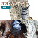 【ふるさと納税】サステナブル オオクワガタ オス メス 成虫ペアセット　クワガタ 成虫 ペア セット 生体 日本国産 国産 虫 昆虫 生き物 生物 子供 趣味 男の子 ペット 育成 観察 学習 自由研究 京都府 南丹市　お届け：2024年7月～8月に発送