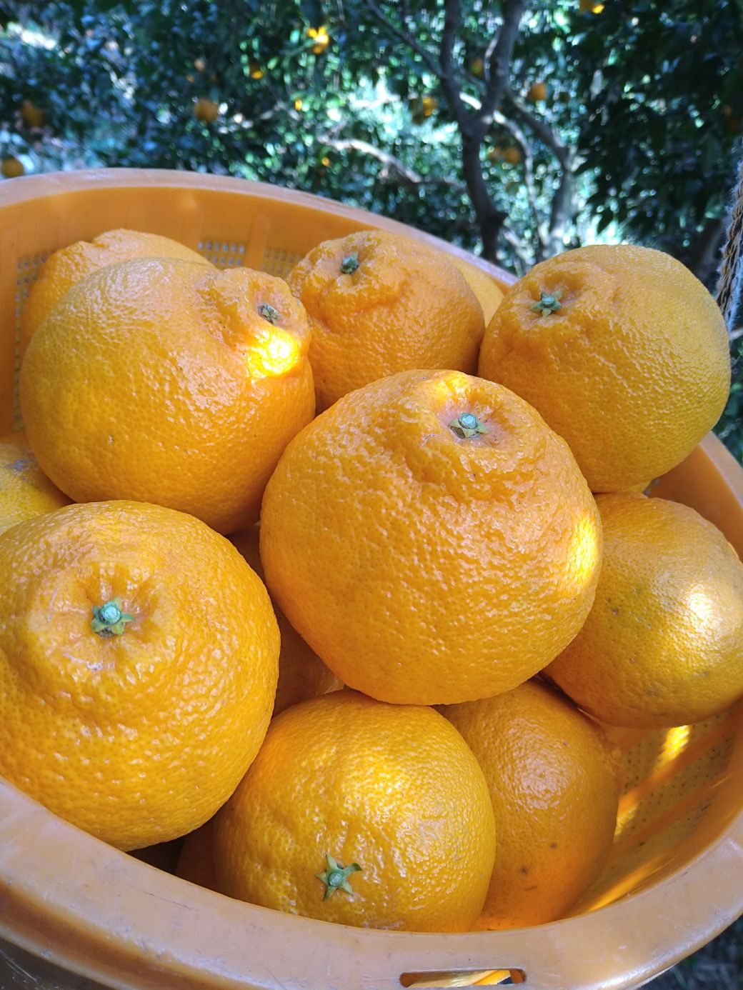 【先行予約】【お試し！】Saito Orange Farmの不知火2kg（2026年2月下旬頃より順次発送） IKTAQ013