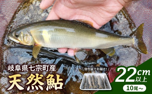 岐阜県産 天然鮎 10尾以上 (22cm以上) 七宗町産 冷凍 鮎 あゆ アユ 直送 天然 魚 川魚 ※2026年7月中旬より順次発送予定 ◇