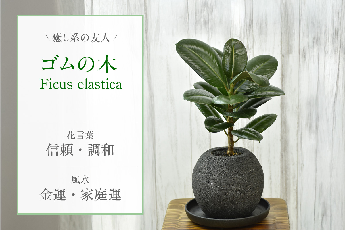 アクアプラントポット®　円Ｌ 植木鉢　ゴムの木（2103）