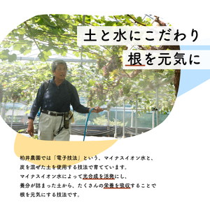 【先行予約・2026年9月】数量限定 食べ比べ！ シャインマスカットとクインニーナのセット 合計約1.5kg 産地直送 農家直送 甘い 大きい 種なし ぶどう 果物