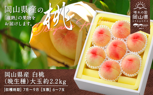 【2026年発送】岡山県産　白桃(晩生種)約2.2kg(大玉6〜7玉)【配送不可地域：離島】【1493192】
