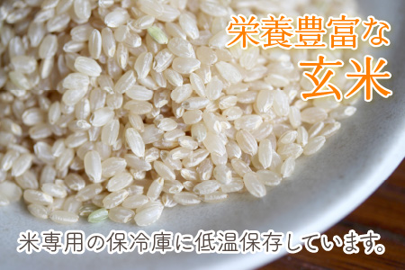 【6ヶ月連続お届け】福井県坂井市丸岡町産 コシヒカリ（玄米）5kg×6回　計30kg [D-11301_02]