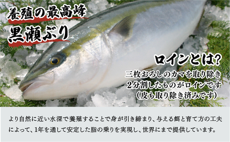 KU281-2509＜2025年9月発送分＞活じめ！黒瀬ぶりの生鮮ブリロイン2節（1.0kg前後）