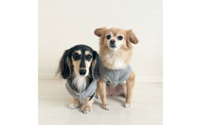 タオル地パーカー 杢グレー （ワンちゃん用）（SS/S/MM/Mサイズ） / ペット用品 / 佐賀県 / Canis Lupus [41AAAN010]