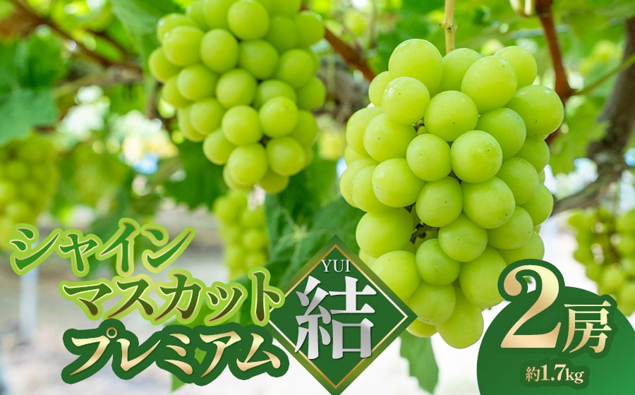 
                  【令和8年先行予約】　シャインマスカット プレミアム「結」 2房(約1.7kg)　山形県鶴岡市　みのりファーム　| ぶどう ブドウ 葡萄 マスカット 甘い 大粒 旬 期間限定 産地直送 果物 くだもの フルーツ ギフト 贈答 人気 お取り寄せ 返礼品
                