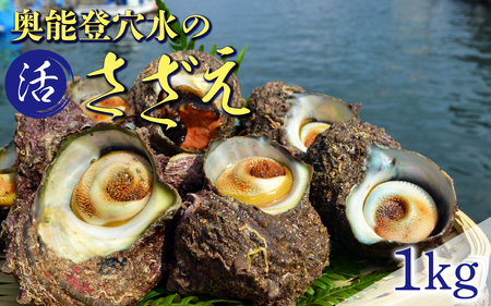 朝獲れ直送！ 活さざえ 約1kg   ～穴水湾でとれた新鮮活サザエ～| 奥能登 能登半島 取り寄せ 冷蔵 1キロ 貝 海鮮 BBQ バーベキュー 活き 魚介類 つぼ焼き 壺焼き 新鮮 魚介