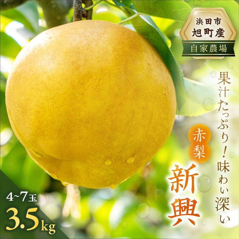 【ふるさと納税】浜田市旭町産赤梨 3.5kg（新興）4〜7玉＜11月上旬から発送開始＞ 梨 新興 ナシ 和梨 果物 フルーツ くだもの ふるさと納税 梨【002_1962】