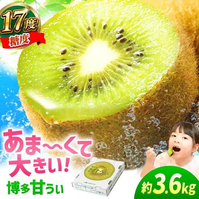 キウイフルーツ 博多甘うぃ 3.6kg キウイ【先行予約2026年 11月上旬より発送】[AFAB013]