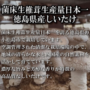 訳あり 生しいたけ 1.5kg しいたけ しいたけ しいたけ しいたけ しいたけ