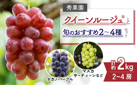 【先行受付2026年発送】クイーンルージュ（R)と旬のおすすめ2〜4種セット（合計3〜4房、約2kg）｜秀果園　※2026年9月中旬以降発送予定