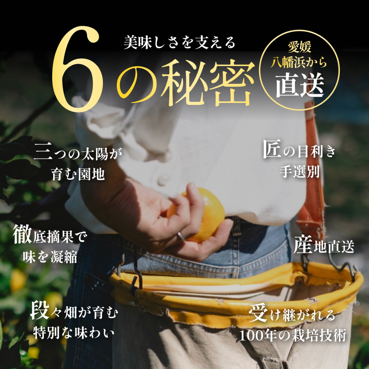 【発送月固定定期便】愛媛の人気高級フルーツ まどんな・甘平・せとか【H70-42】全3回【4055160】 YWTK042