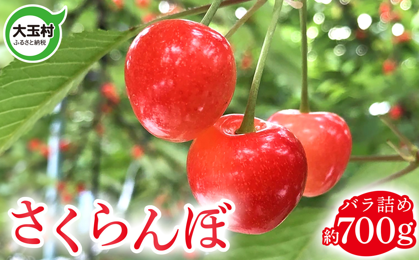 
            先行予約 さくらんぼ 【2026年5月20日入金分まで】 バラ詰め 700g 品種おまかせ( 正光錦 / 佐藤錦 ) ※2026年6月上旬以降順次発送 福島県 大玉村産 ｜ サクランボ 旬 果物 果実 くだもの フルーツ 新鮮 ｜ om-sr700-R8
          