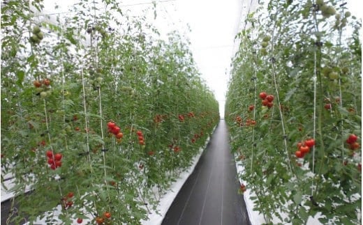 フルーツトマト「太陽のめぐみ」2kg（フルティカ＆ティポ） ALPBI003