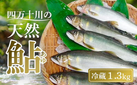 天然 釣り鮎 1.3kg  冷蔵 6‐22尾  鮎 あゆ アユ 川魚 高知県 四万十