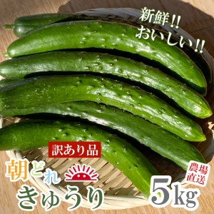 【予約受付】 訳あり品 きゅうり 5kg 農場直送 朝どれ