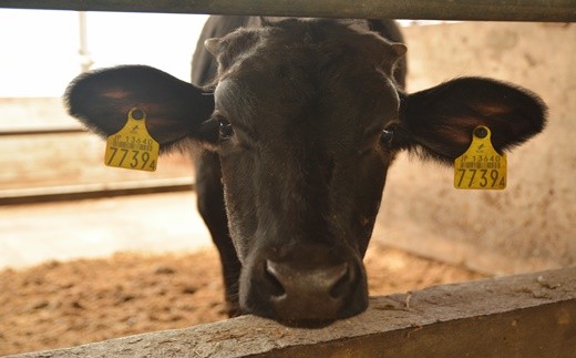 うしちゃんの花巻黄金和牛ギフトC　贅沢3点セット【991】