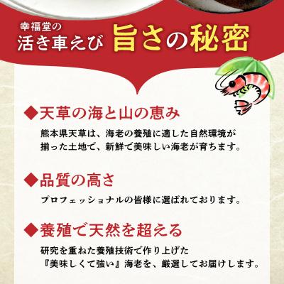 ふるさと納税 天草市 【指定日必須】【鮮度抜群】厳選・幸福堂の活き車えび(250g)_S005-004 |  | 02