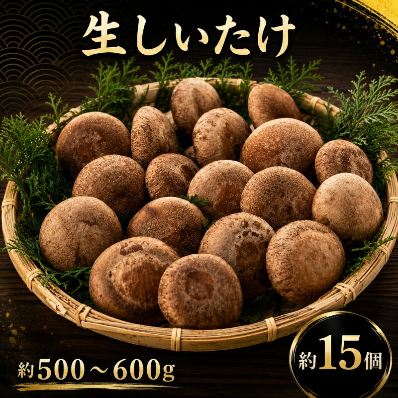 【ふるさと納税】 生 しいたけ 約 500g ～ 600g 約 15個 椎茸 生椎茸 生しいたけ 肉厚 国産 新鮮 採れたて 大玉 野菜 きのこ 肉 厚 贅沢 最高級 A級品 贈答 ギフト 贈り物 アレンジ 天ぷら 炊き込みご飯 ふるさと納税 ふるさと納税しいたけ 千葉県 銚子市 送料無料 七河農場
