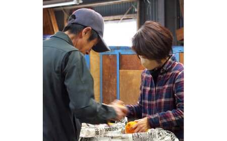 和歌山 有田 広川 不知火 しらぬい デコポン 果物 くだもの ギフト / 2月中旬発送【有田不知火】産地直送　大好き不知火３kgご家庭用サイズ混合※2024年2月中旬より順次発送予定 ※着日指定不可